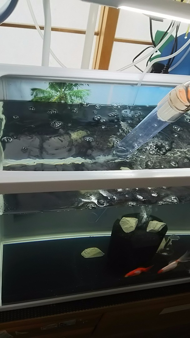 金魚水槽の水換え 金魚の日記